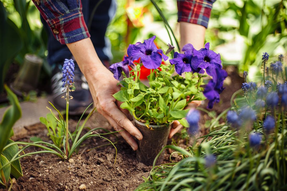 Gardener planting flowers in a fresh landscape bed