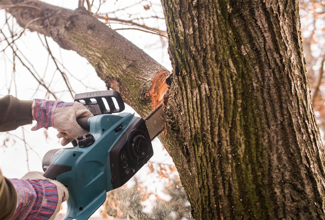 Worker trimming a tree limb with a chainsaw